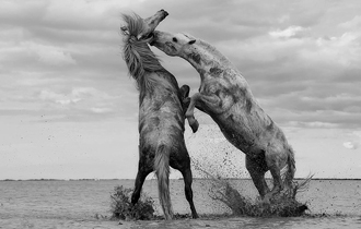 horse-1401861_640